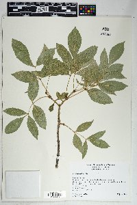 Fraxinus velutina image