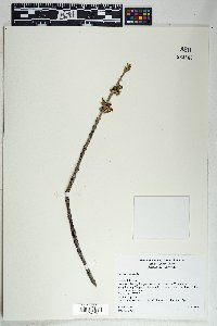 Fraxinus velutina image