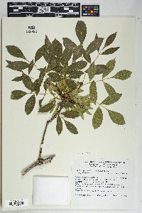 Fraxinus velutina image