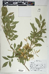 Fraxinus velutina image