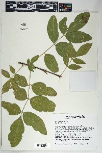 Fraxinus velutina image