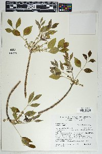 Fraxinus velutina image