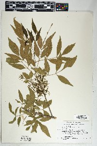 Fraxinus velutina image