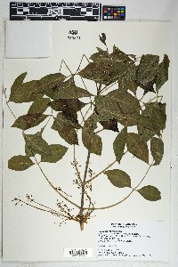 Fraxinus velutina image