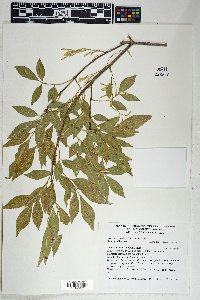 Fraxinus velutina image