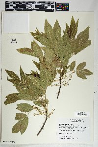 Fraxinus velutina image