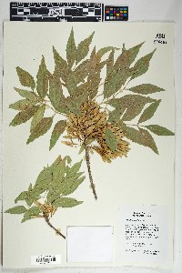 Fraxinus velutina image