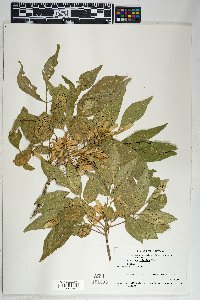 Fraxinus velutina image