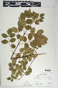 Fraxinus velutina image