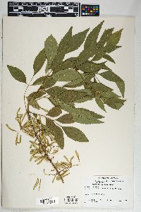 Fraxinus velutina image