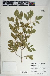 Fraxinus velutina image