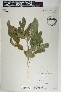 Fraxinus velutina image