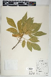 Fraxinus velutina image