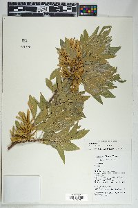 Fraxinus velutina image