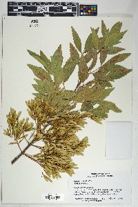 Fraxinus velutina image