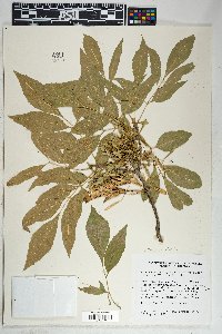 Fraxinus velutina image