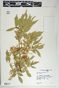 Fraxinus velutina image