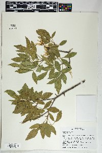 Fraxinus velutina image