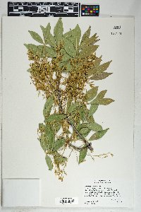 Fraxinus velutina image