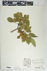 Fraxinus velutina image