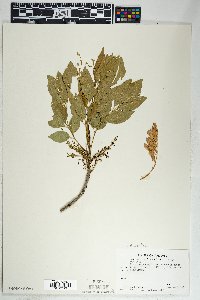 Fraxinus velutina image