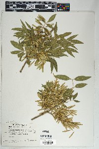 Fraxinus velutina image