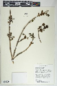 Fraxinus velutina image