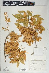 Fraxinus velutina image