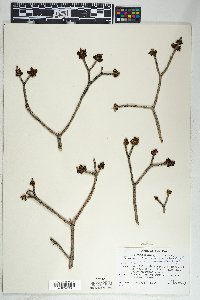 Fraxinus velutina image