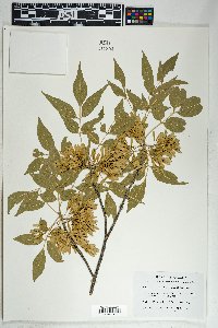 Fraxinus velutina image