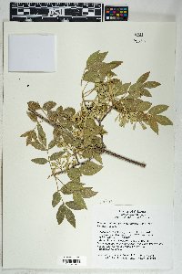 Fraxinus velutina image