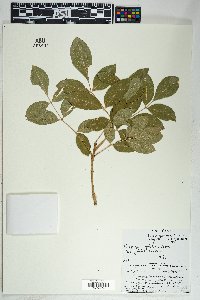 Fraxinus velutina image