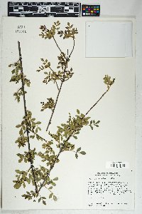 Fraxinus gooddingii image