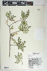 Fraxinus gooddingii image