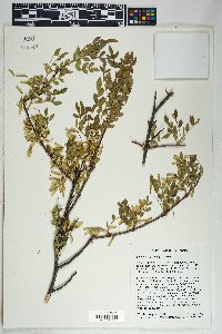 Fraxinus gooddingii image