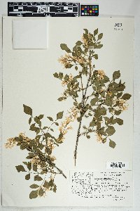 Fraxinus cuspidata image