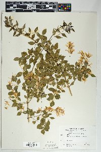 Fraxinus cuspidata image