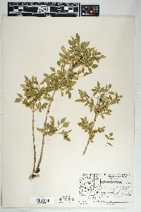 Fraxinus cuspidata image