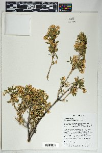 Fraxinus cuspidata image