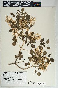 Fraxinus cuspidata image