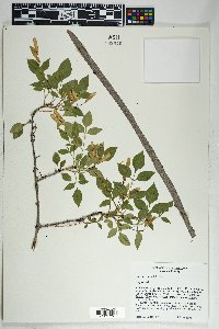 Fraxinus cuspidata image