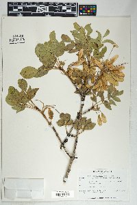 Fraxinus anomala image