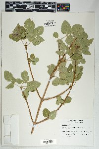 Fraxinus anomala image