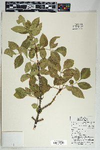 Fraxinus anomala image