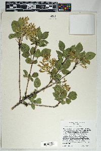 Fraxinus anomala image