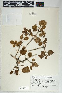 Fraxinus anomala image