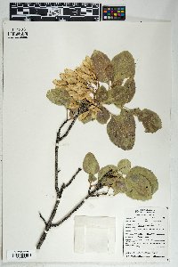 Fraxinus anomala image