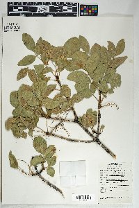 Fraxinus anomala image