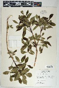 Fraxinus anomala image