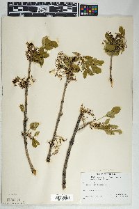 Fraxinus anomala image